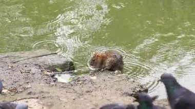 Nehir fareleri ve güvercinler nehir kıyısında ekmek kırıntıları ve yiyecek yerler..