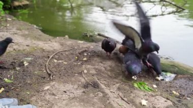 Nehir kıyısındaki güvercinler ekmek kırıntıları yiyip uçuyor..