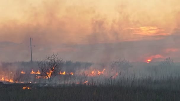 Redder, brandweerman aan het werk. veld verbrandt droog gras, in lucht, rook en roet. — Stockvideo