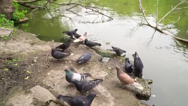 Pigeons sur les rives de la rivière manger chapelure et nourriture. — Video