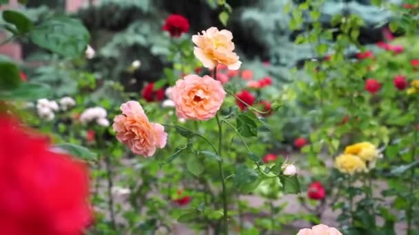 Rose rosa in aiuola. fioritura estiva. paesaggistico. — Video Stock