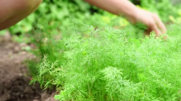 Girl's hand cut dill in garden. gardening. — Stock Video