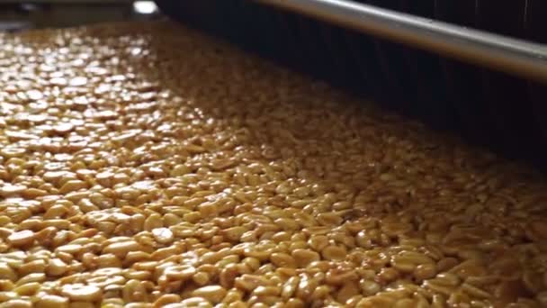Confiserie. tuiles d'arachide cassantes sur la ligne de convoyeur industriel — Video