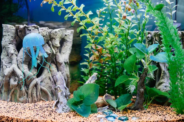 Aquarium without fish. fish do not survive and die. how to properly care for an aquarium. — Stock Photo, Image