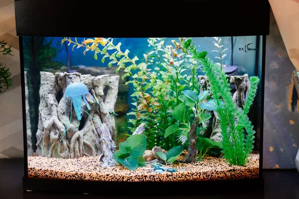 Aquarium ohne Fische. Fische überleben nicht und sterben. Wie man ein Aquarium richtig pflegt. — Stockfoto