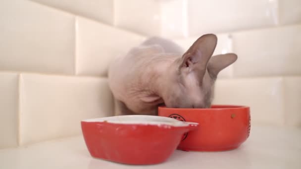 Calvo gato esfinge comer alimentos de un tazón rojo . — Vídeo de stock