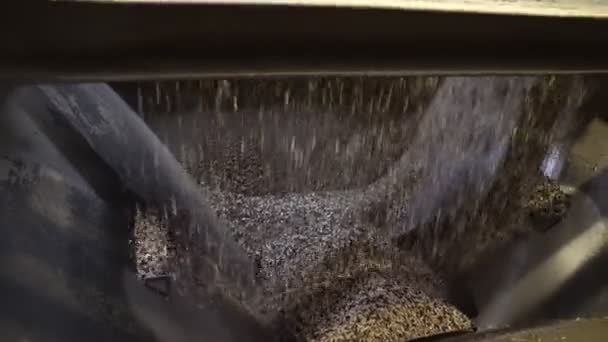 Air sort. separation of kernel from sunflower seeds husk on production — Stock Video