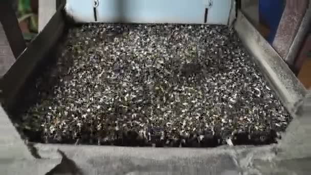 View top. mechanical sorter, sifter sunflower seeds on production. — Stock Video