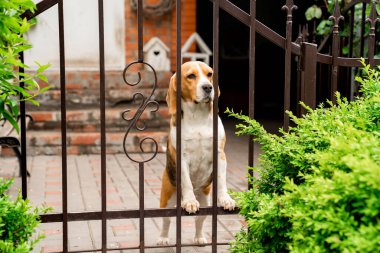 Köpek, bir kır evinin bahçesindeki demir kapı olan Beagle 'ı besler.. 