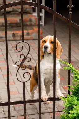 Köpek, bir kır evinin bahçesindeki demir kapı olan Beagle 'ı besler.. 