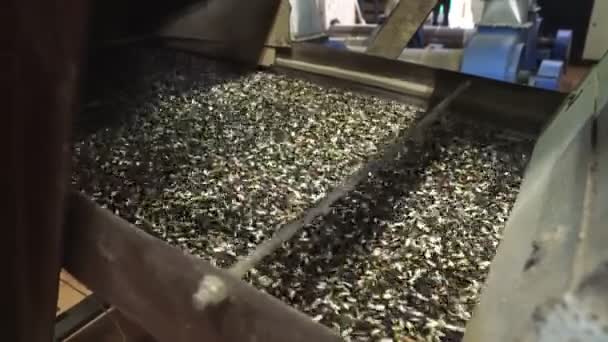 Setaccio semi di girasole, cernita meccanica sulla produzione. macchina. — Video Stock