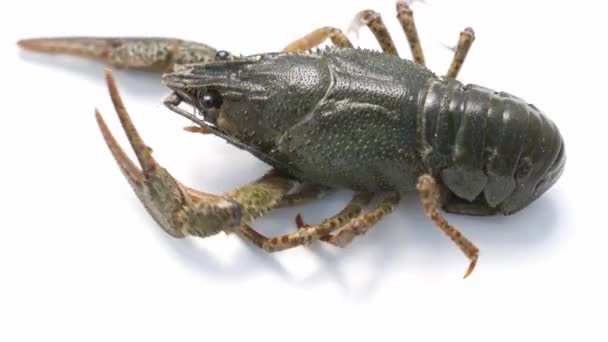Lobster sungai yang sehat dan aktif atau krayfish bergerak pada latar belakang putih. — Stok Video