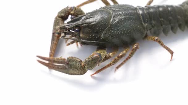 Healthy and active fresh river crayfish move on a white background. — Stock Video