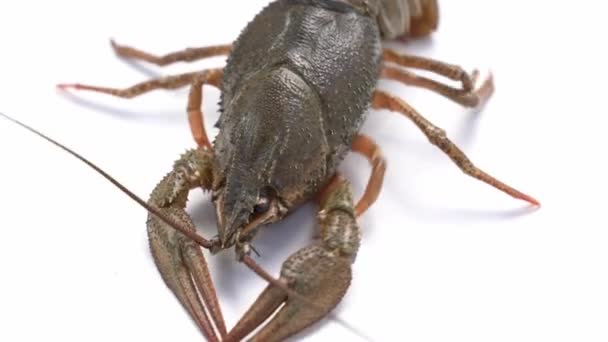 Des homards de rivière ou des écrevisses frais sains et actifs se déplacent sur un fond blanc. — Video