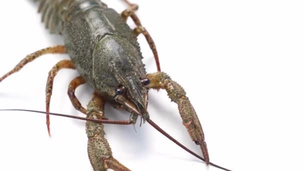 Homard de rivière sain et actif ou écrevisses se déplacent sur un fond blanc. — Video