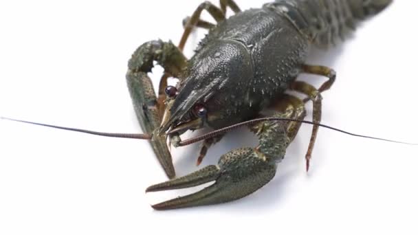 Lobster sungai segar yang sehat dan aktif atau krayfish bergerak pada latar belakang putih. — Stok Video
