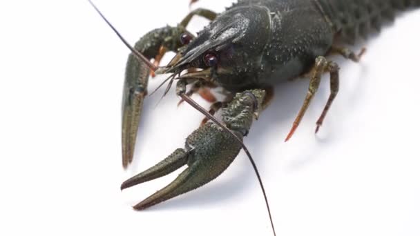 Homard de rivière frais actif ou écrevisses se déplacent sur un fond blanc. — Video