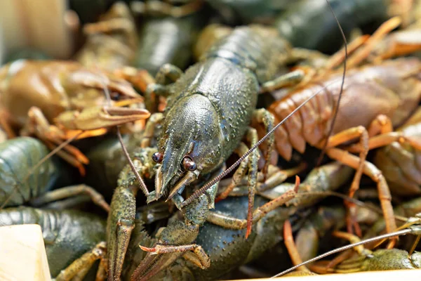 Tutup. lobster air tawar atau udang karang. — Stok Foto