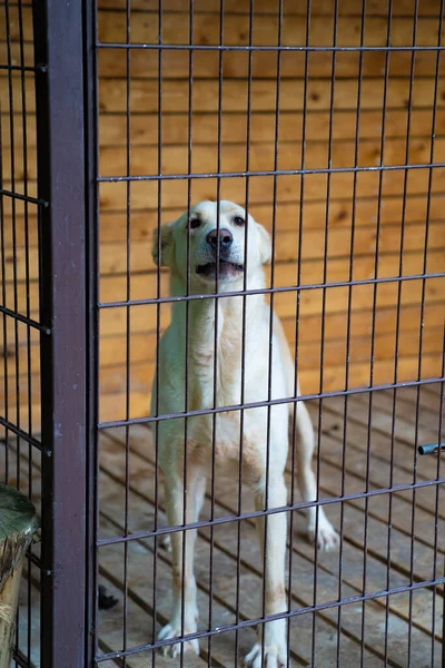white dog in cage in yard. shelter for homeless animals.
