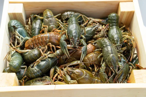 Lihat bagian atas. lobster air tawar atau udang karang dalam kotak kayu. — Stok Foto