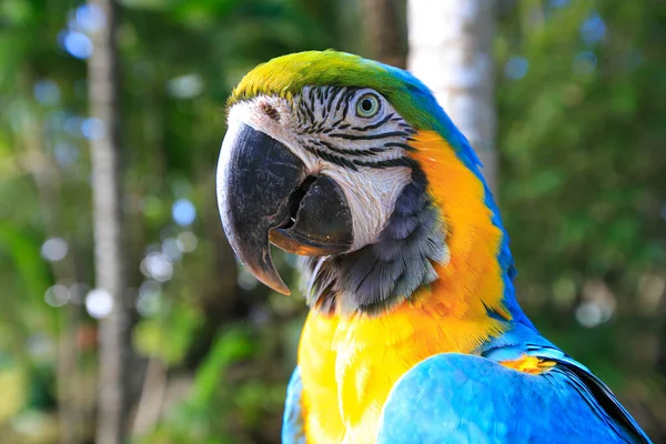 Ara ararauna. Exotischer Papagei mit blauen und gelben Federn — Stockfoto
