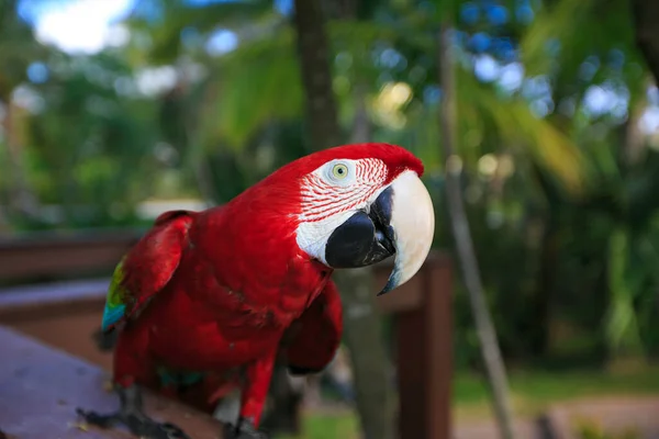 Ara Macao. Exotischer Papagei mit roten Federn — Stockfoto