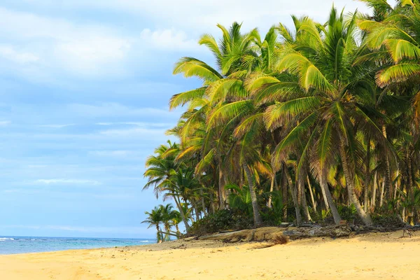 Palme sulla spiaggia vicino all'oceano. clima tropicale — Foto Stock
