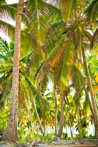 Palmen am Strand am Meer. tropisches Klima — Stockfoto