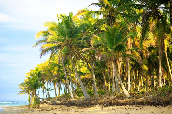 Palme sulla spiaggia vicino all'oceano. clima tropicale — Foto Stock