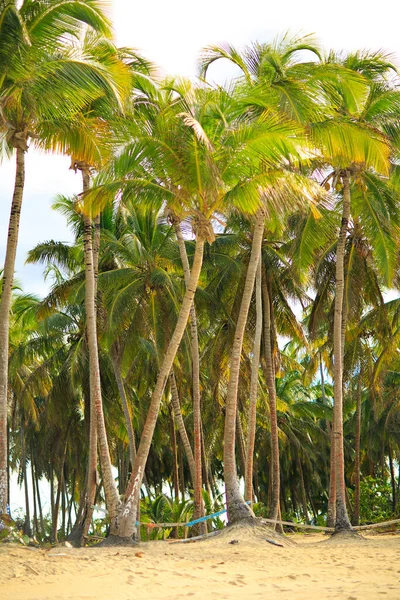 Palmeiras na praia por oceano. clima tropical — Fotografia de Stock