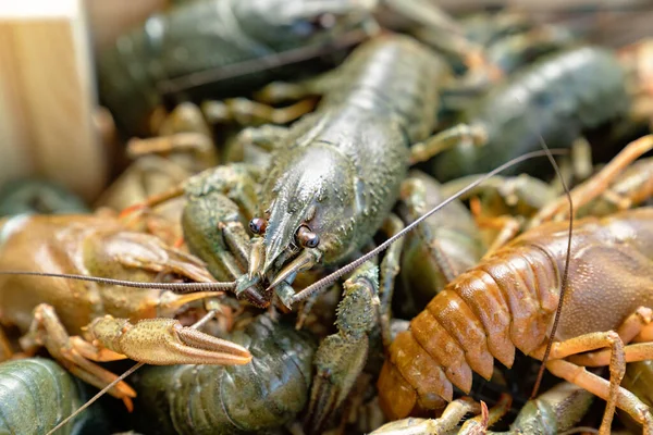 Tutup. lobster air tawar atau udang karang. — Stok Foto