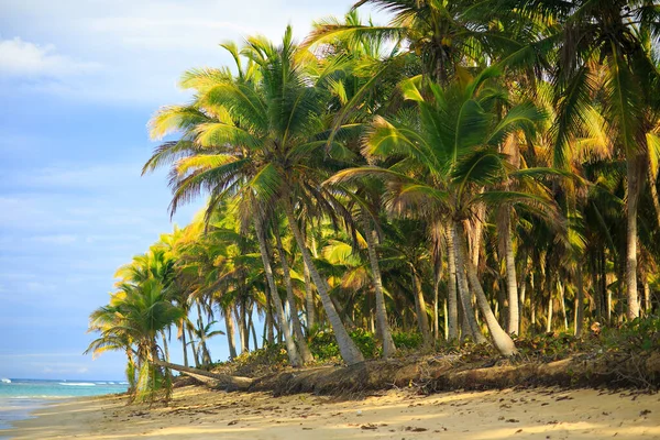 Пальми на пляжі біля океану. тропічний клімат — стокове фото