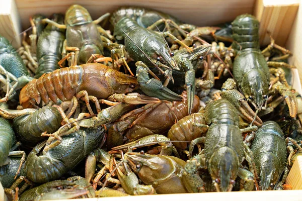 Lihat bagian atas. lobster air tawar atau udang karang dalam kotak kayu. — Stok Foto