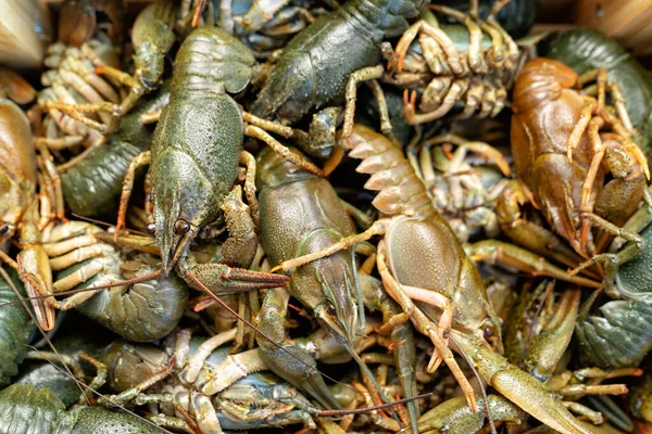 Lihat bagian atas. hidup lobster air tawar atau udang karang dalam kotak. — Stok Foto