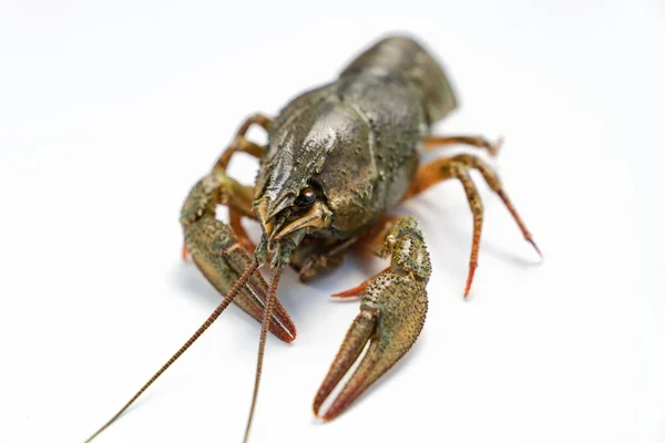 Lobster sungai atau udang karang pada latar belakang putih — Stok Foto