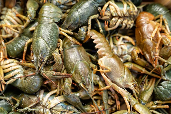 Lihat bagian atas. Lobster air tawar hidup atau udang karang. — Stok Foto