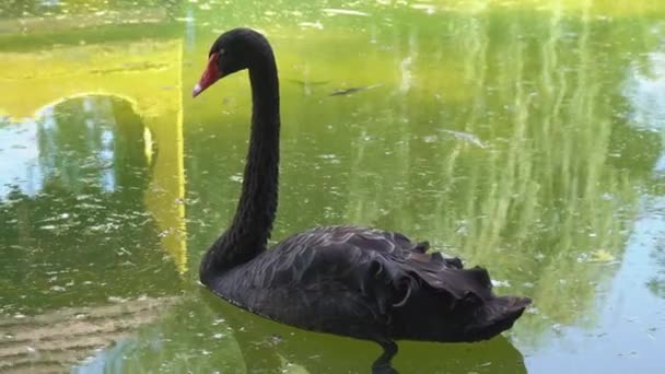 Cisne preto na água. observação de aves aquáticas . — Vídeo de Stock