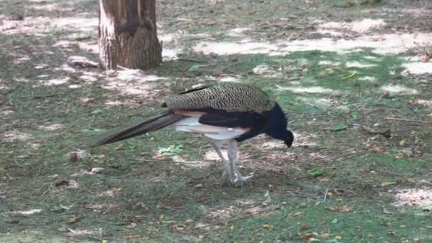 Femmine pavone bianco e pavoni colorati in parco. osservazione di uccelli esotici — Video Stock