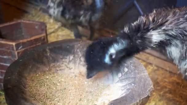 Doe dicht. emu struisvogels eten droog gecombineerd voedsel. — Stockvideo