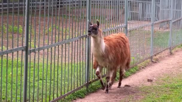 Lama, hayvanat bahçesinde çit boyunca yürüyor.. — Stok video