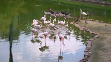 Hayvanat bahçesindeki havuzda flamingolar. Egzotik kuşların gözetimi.
