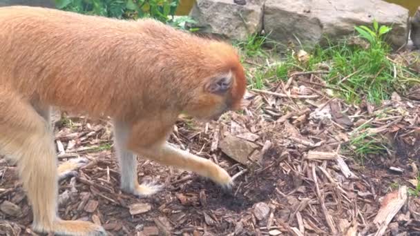 Hussar macaco cavando solo no aviário do zoológico . — Vídeo de Stock
