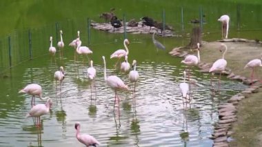 Hayvanat bahçesindeki havuzda flamingolar. Yabani egzotik kuşların gözetimi.