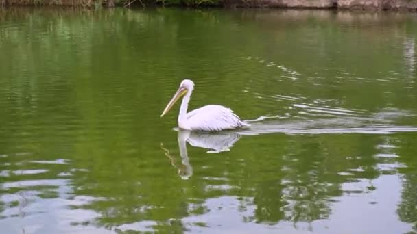 Pelican drijvend op de rivier in de dierentuin. — Stockvideo