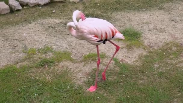 Flamingo se pomalu blíží ke krmení u rybníka. — Stock video