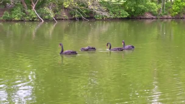 Gruppe schwarzer Schwäne schwimmt im See. — Stockvideo