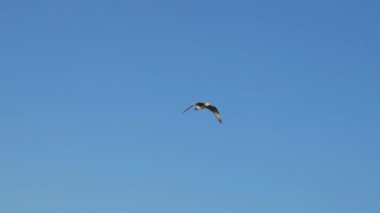 Martı mavi bulutsuz yaz gökyüzünde uçar