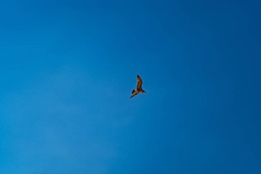 Martı mavi bulutsuz yaz gökyüzünde uçar