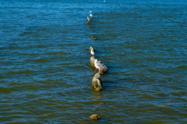 Martılar kırık tahta direklerde otururlar, yosunlarla kaplı.