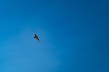 Martı mavi bulutsuz yaz gökyüzünde uçar